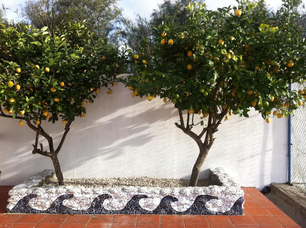 Hotel Alentejo Pig dog surf camp Palhota Exterior foto
